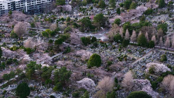 time lapse of cherry blossom in Aoyama cemetery in Tokyo, Japan