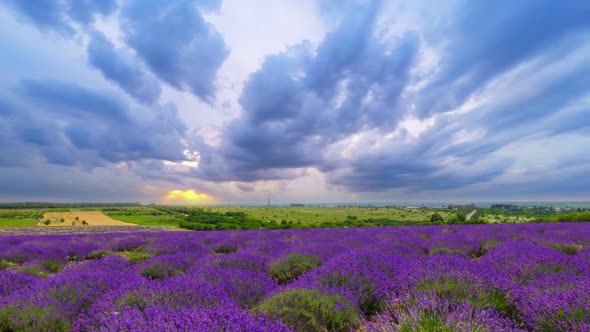 Fluffy Clouds Over A Field Of Lavender