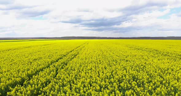 Flying Over Canola Rapeseed Field With Cloudscape Sky. - Aerial Drone Shot