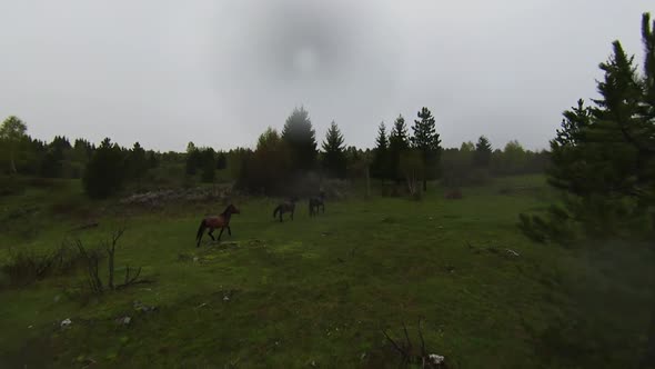 A Herd of Wild Horses Running Through a Forest During Heavy Rainfall