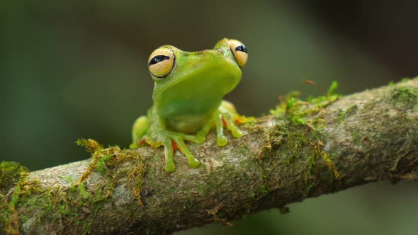 Canal Zone Tree Frog in its Natural Habitat in the Caribbean Lowlands