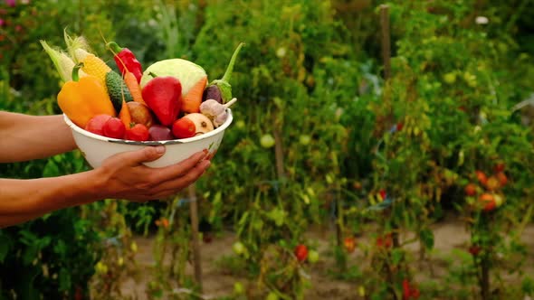 Male Farmer with a Harvest of Vegetables