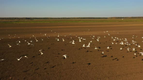 White Birds Low Over a Brown Field. A Flock of Birds Takes Off From the Field. Birds Fly Over a
