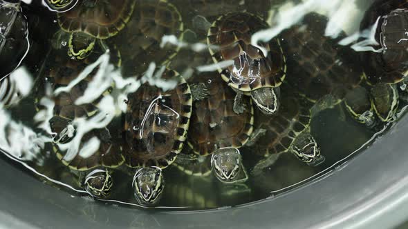 Turtles Held Captive in a Bowl in Klong Toei Market in Thailand