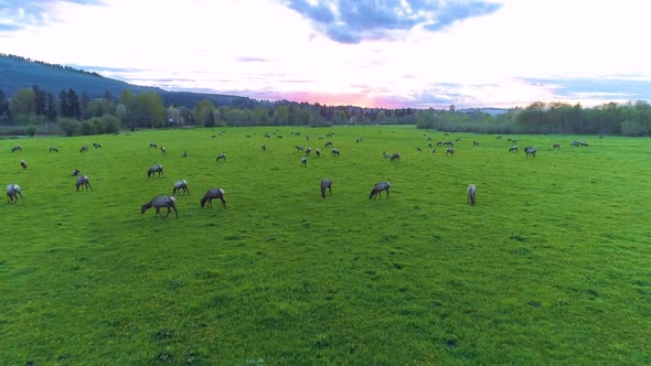 Elk Gang Herd Feeding On Grass At Sunset During Spring Migration Season