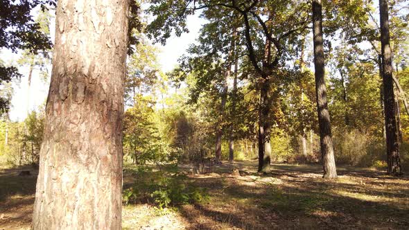 Trees in the Forest on an Autumn Day