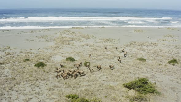 Wide and beautiful panning  drone shot of elk in a herd, near the ocean