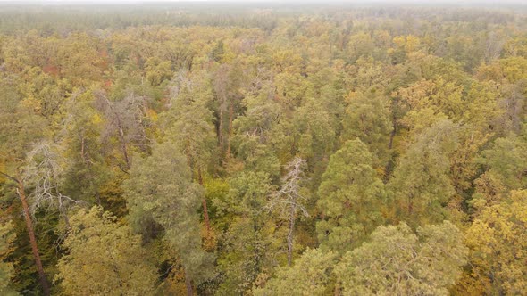 Forest Beautiful Landscape in an Autumn Day