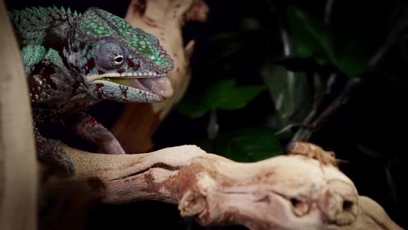 Chameleon Catching and Eating Slow Motion