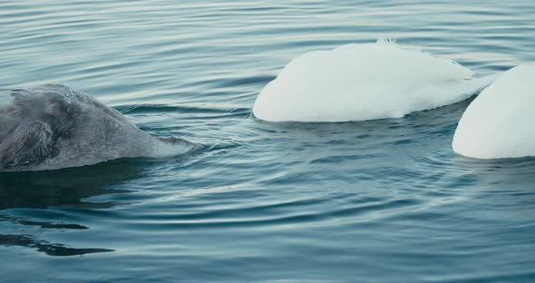 Grey Swan Together With A Pair Of Mute Swan Eating Under Water Of River At Daytime In Netherlands. -