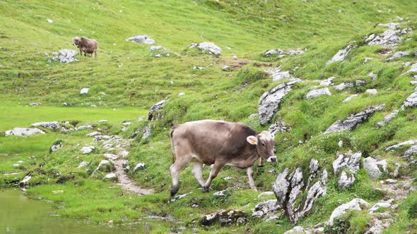 Grazing Cow in the Alps Italy