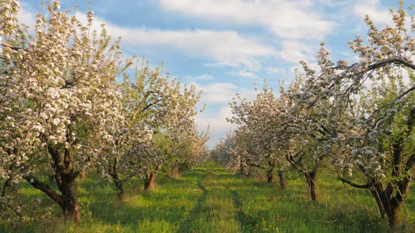 Rows of Flowering Apple Trees in the Garden at Spring Time