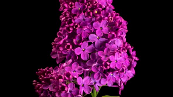 Beautiful Time Lapse of Opening Violet Flower of Lilac on a Black Background