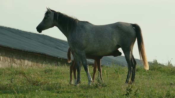 Mother Horse With Her Child Grazes In The Field