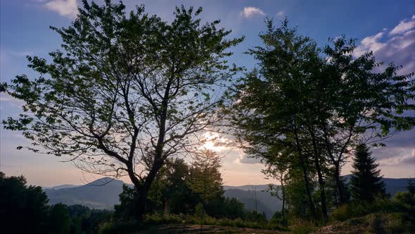 Deciduous Trees on a Sunny Summer Day