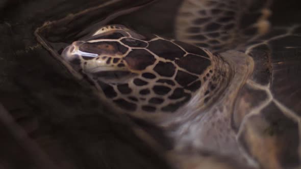 Tortoise Lives in Animal Center Working To Restore Ecology