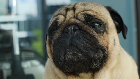 Closeup Portrait of the Pug