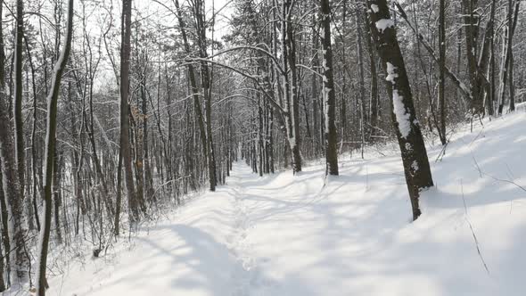 Morning in the forest by winter slow-mo 1920X1080 FullHD video - Slow motion outdoor scene of snowed