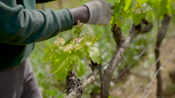 Vines of Grapes. The Worker Takes Care of the Grapes in Order To Have a Good Harvest