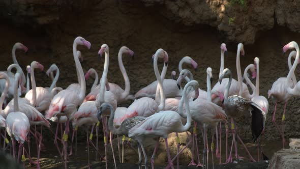 Greater Flamingos Pink Birds Colony