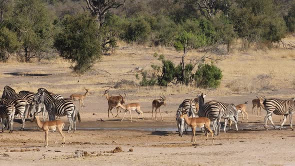 Zebras And Impala Antelopes - Kruger National Park