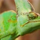 Beautiful Chameleon Close Up Reptile with Colourful Skin - VideoHive Item for Sale