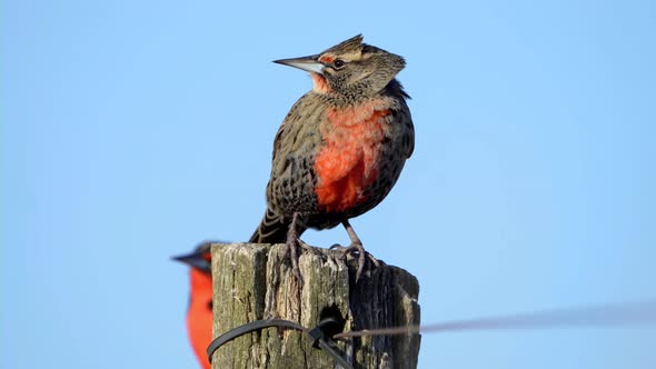 The meadowlark bird.