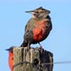 The meadowlark bird. - VideoHive Item for Sale