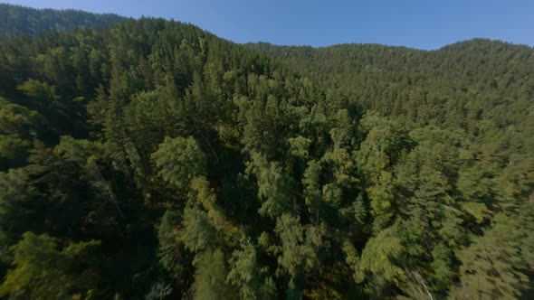 Aerial View Ecology Sunny Hilly Terrain Dense Green Forest Tree Tops Environment Mountain Valley