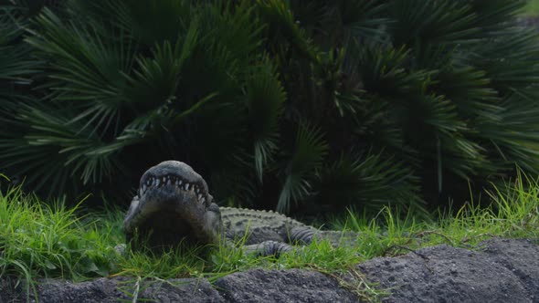 alligator basking in the sun jungle background