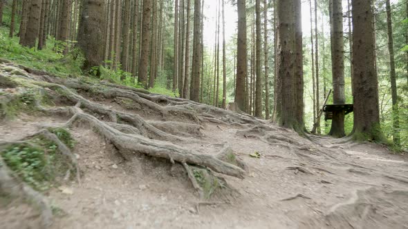 Close Up Footage of Tree Roots in a Green Forest