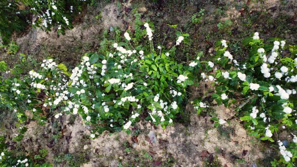 Blooming coffee plants in white color from above, aerial view. Vertical video