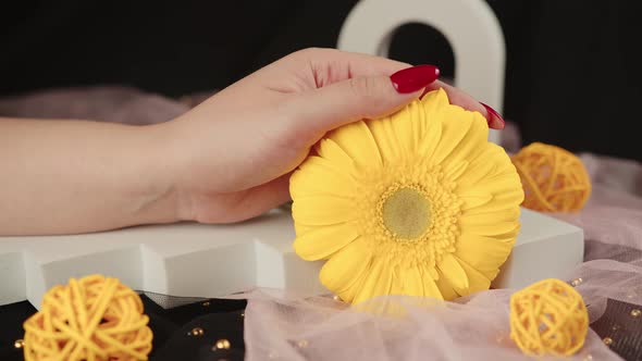 From Above of Crop Anonymous Women with Trendy Red Manicure Holds in His Hands Bright Yellow Gerbera
