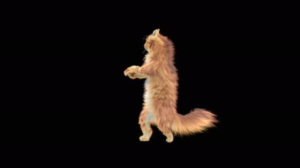 Cat Dancing 4K