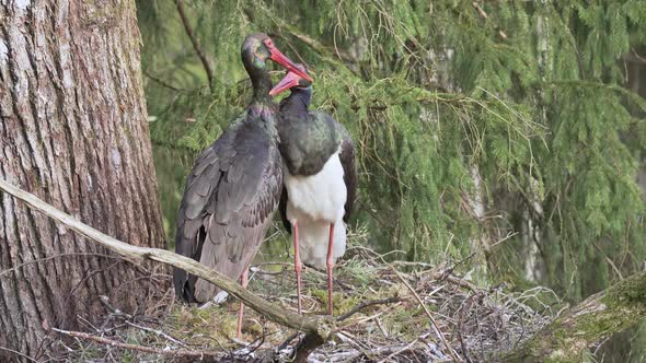 Two Adult Black Storks Ciconia Nigra in the Nest