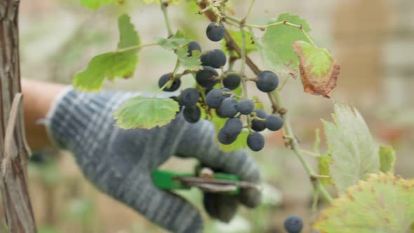 Black Grapes on the Branches of the Vineyard Closeup