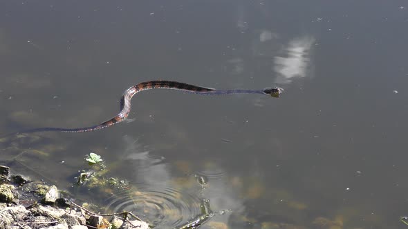   Banded Water Snake In A Pond