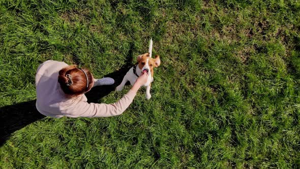 Top View Girl Teach Command with Dog Beagle at Grass Outdoors in a Green Park