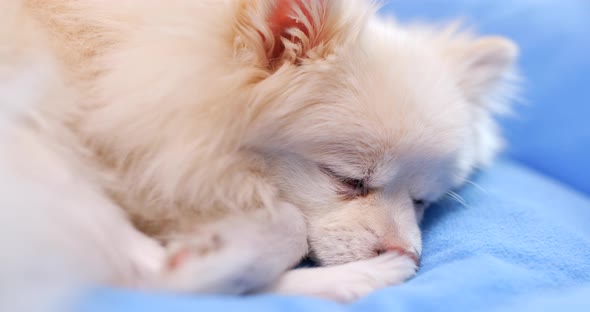 Sleeping pomeranian dog
