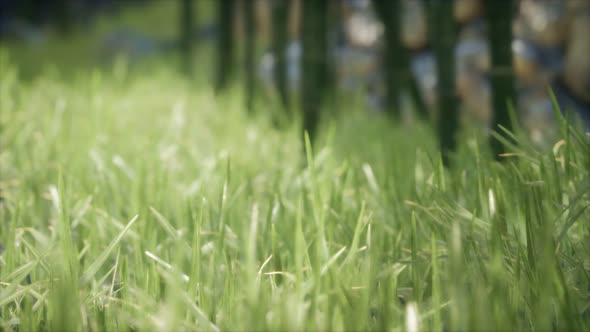 Fresh Green Grass on the Forest alt