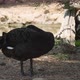 Majestic Black Swan Cleaning Its Fluffy Feather on Lake Bank on Sunny Day in Summer - VideoHive Item for Sale
