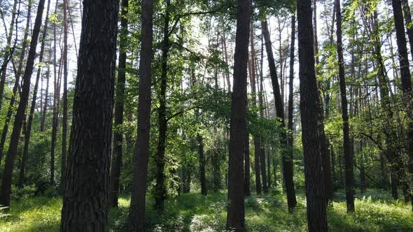 Beautiful Green Forest on a Summer Day Slow Motion