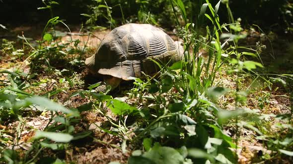 Spur-Thighed Tortoise