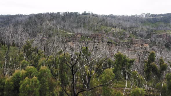 Drone aerial footage of a cliff and large forest recovering from severe bushfire in Australia
