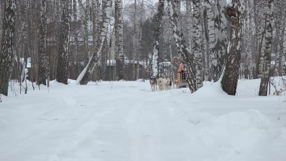 Draft Dogs Pulling Along Man and Woman on Sleigh