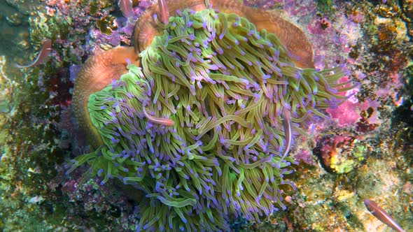 Wonderful and Beautiful Underwater World with Corals and Tropical Fish Red Sea