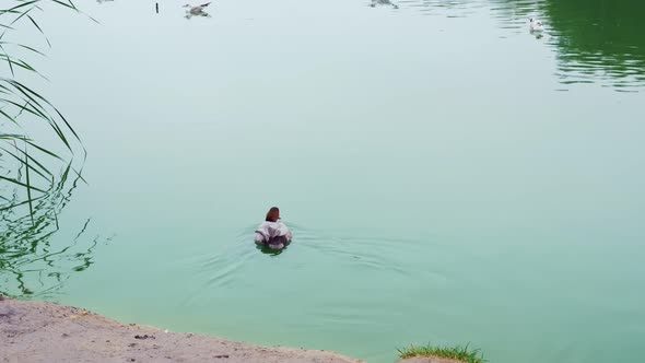 A Duck Swims Near the River Bank a Lone Seagull Swims Nearby