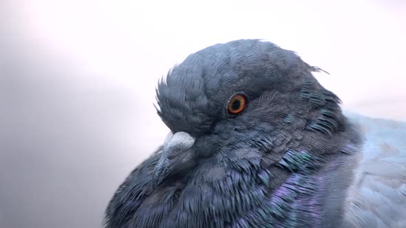 Pigeon Head Closeup