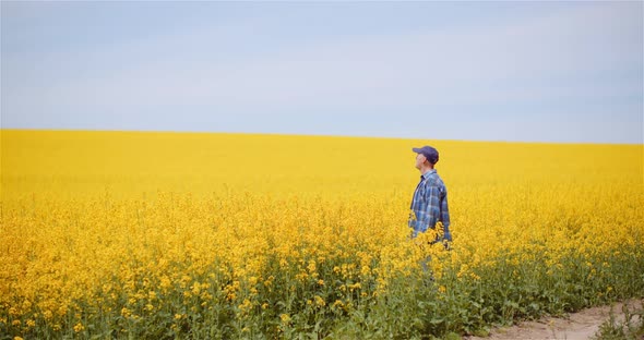 Agriculture - Farmer or Agronomist Walking on Agricultural Field and Looking at Rapeseed Yellow