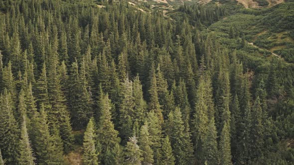Pine Forest at Mountain Aerial